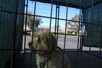 Heavy Duty 10' x 10' Kennel Shade Covers